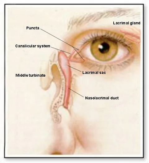 Diagram of the tear drainage system: puncta, canaliculi, lacrimal sac and nasolacrimal duct
